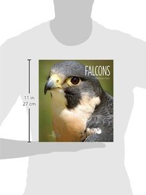 Falcons (Living Wild)