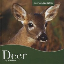Deer (Animals Animals)