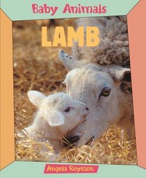 Lamb (Baby Animals)