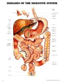 Diseases of the Digestive System Anatomical Chart