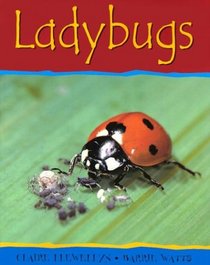 Ladybugs (Minibeasts)