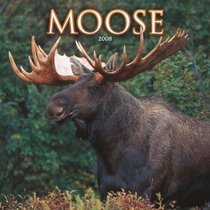 Moose 2008 Square Wall Calendar (Multilingual Edition)