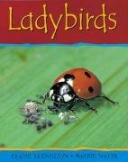 Ladybirds (Minibeasts)