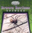 Brown Recluse Spiders (Dangerous Spiders)