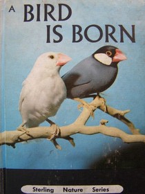 A Bird Is Born