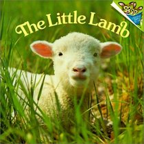 Little Lamb (Random House Picturebacks)