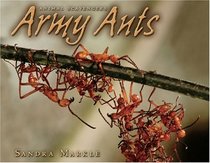 Army Ants (Animal Scavengers)