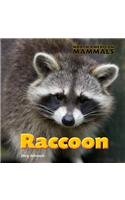 Raccoon (North American Mammals)
