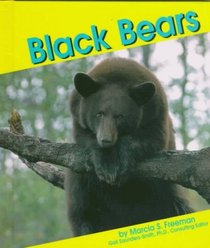 Black Bears (Bears)