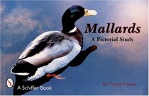 Mallards, a Pictorial Study