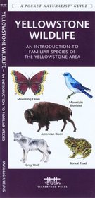 Yellowstone Wildlife: An Introduction to Familiar Species of Yellowstone Area WY (Pocket Naturalist - Waterford Press)