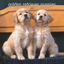 Golden Retriever Puppies 2008 Square Wall Calendar