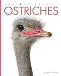 Ostriches (Amazing Animals)
