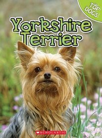 Yorkshire Terrier (Top Dogs)