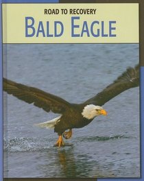 Bald Eagle (Road to Recovery)