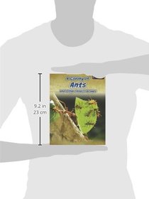A Colony of Ants: and Other Insect Groups (Animals in Groups)