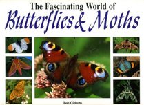 Fascinating World of Butterflies and Moths