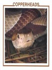 Copperheads (Snake Discovery Library)
