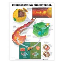 Understanding Cholesterol Anatomical Chart