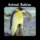Animal Babies (Little Nature Books)
