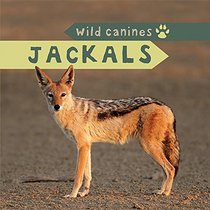 Jackals (Wild Canines)