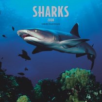 Sharks 2008 Square Wall Calendar (Multilingual Edition)