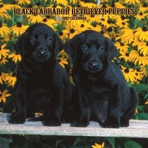 Black Labrador Retriever Puppies 2007 Calendar
