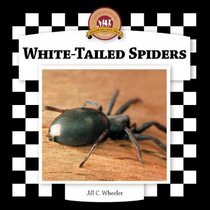 White-tailed Spiders (Spiders Set II)