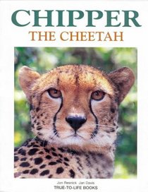 Chipper the Cheetah (True-to-life)