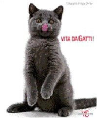Vita da gatti