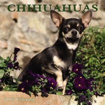 Chihuahuas 2005 Wall Calendar