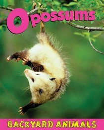 Opossums (Backyard Animals)
