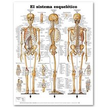 The Skeletal System Anatomical Chart in Spanish (El Sistema Esqueletico)