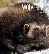 Living Wild: Wolverines
