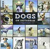 Dogs on Instagram