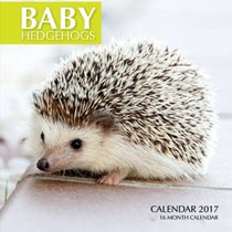Baby Hedgehogs Calendar 2017: 16 Month Calendar