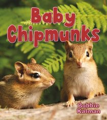 Baby Chipmunks (It's Fun to Learn about Baby Animals)