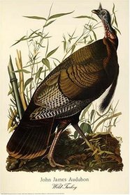 Audubon/Turkey Poster