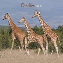 Giraffes 2008 Square Wall Calendar (German, French, Spanish and English Edition)