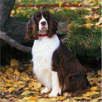 English Springer Spaniels 2008 Square Wall Calendar