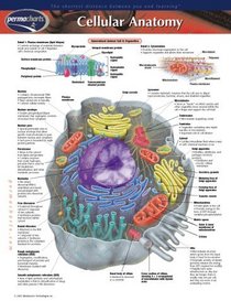 Cellular Anatomy