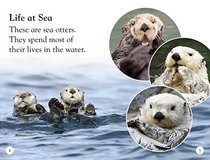 DK Readers L1: Sea Otters