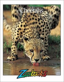 Cheetahs (Zoobooks Series)