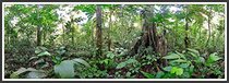 Rainforest (Panoramas)