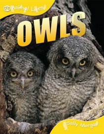 Owls (QED Animal Lives)