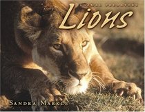 Lions (Animal Predators)