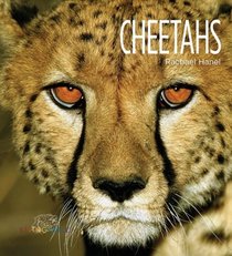 Cheetahs (Living Wild)