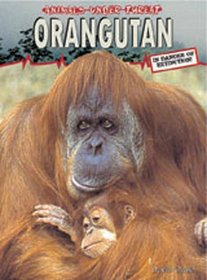Orangutang (Animals under threat)