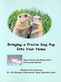 Bringing a Prairie Dog Pup Into Your Home