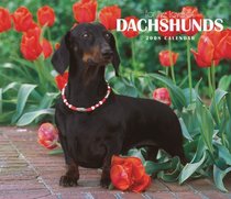 Dachshunds, For the Love of 2008 Deluxe Wall Calendar